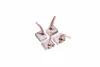 Фото Щітки стартера (12x16x5mm) CARGO (BSX159-1604) зображення 1