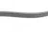 Фото Поліклиновий ремінь FORD FIESTA V, FUSION MAZDA 2 1.2-1.6 11.01-12.12 Contitech (6PK1019ELASTT1) зображення 11