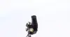 Фото Датчик положення колінвалу Audi A3/TT/VW Beetle/Jetta III-IV/New Beetle 2.5 05 Meyle (1148990006) зображення 3